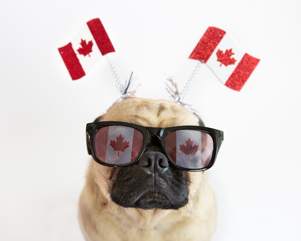 Canadian Pug